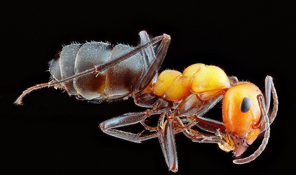 Ant Control service in North Little Rock, AR