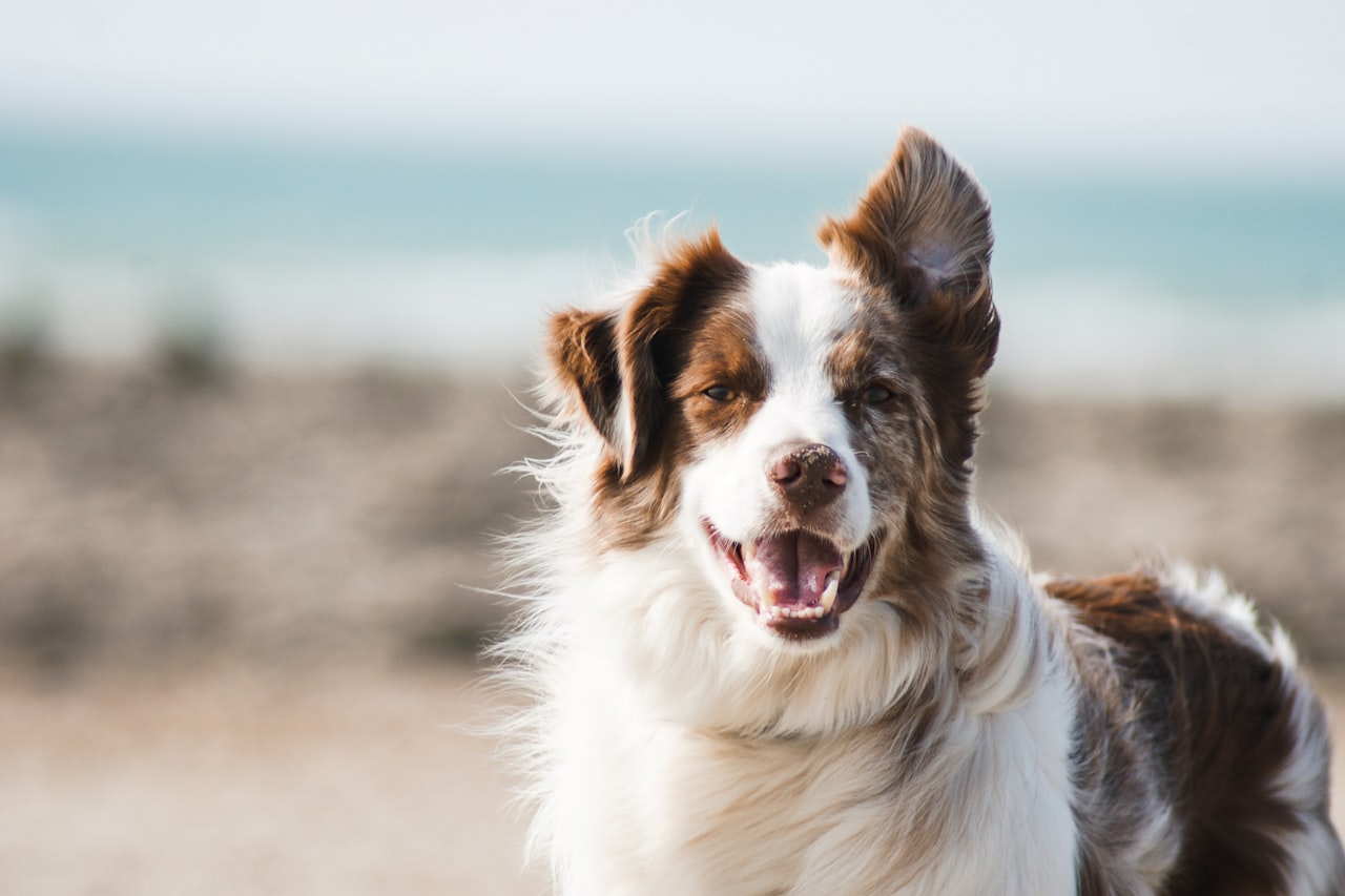 Flea & Tick Control service in North Little Rock, AR