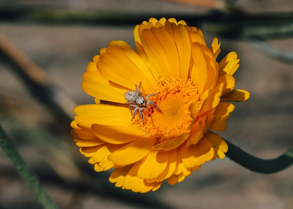 Spider Control service in North Little Rock, AR